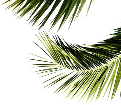 Binghatti Aquarise leaves image